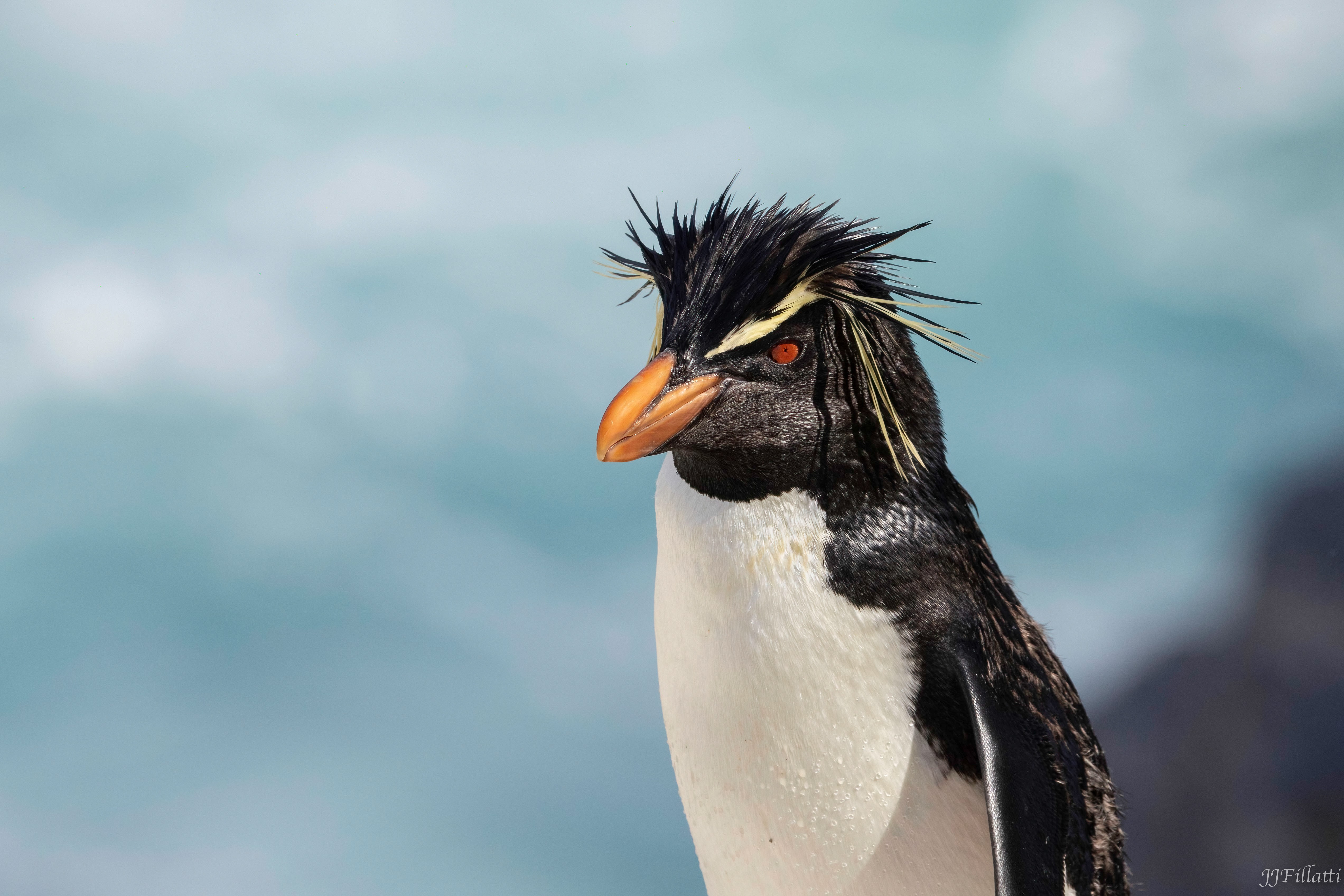 bird of the falklands image 50